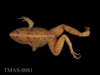 藏品(澤蛙)的圖片